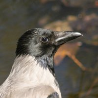 Птичьи портреты: кто на свете всех умнее? :: Игорь Викторов