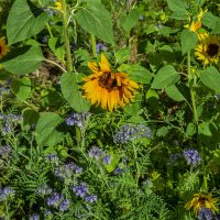 Подсолнухи :: Анатолий Чикчирный