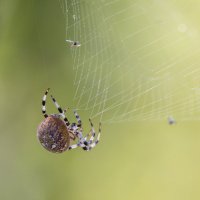 паук. :: юрий макаров