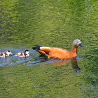 Огари :: Константин Анисимов