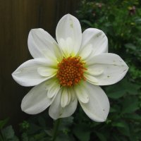 Нежная красота :: Людмила Смородинская Нежная красота :: Людмила Смородинская