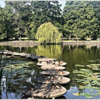 Утки загорают.:) :: Валерия Комова Утки загорают.:) :: Валерия Комова