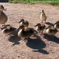 Утята :: Сапсан 