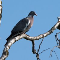 Вяхирь. :: Владимир Безбородов