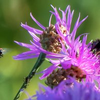 *** :: Владимир Безбородов