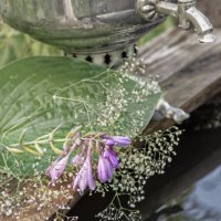 К чаю :: sorovey Sol