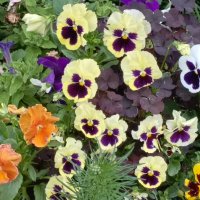 Красота :: Митя Дмитрий Митя