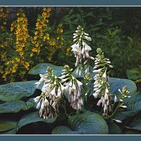 Клумба, хоста :: Владимир Кроливец Клумба, хоста :: Владимир Кроливец