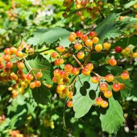 ,,, :: Сергей Тимоновский