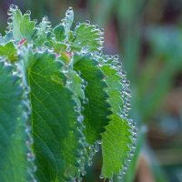 Утреннее украшение. :: Алексей Трухин