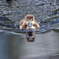Утенок нильского гуся :: Андроник Александр Утенок нильского гуся :: Андроник Александр