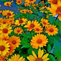 Чтобы солнечно на душе! :: Vladimir Semenchukov