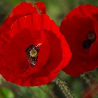 лето :: Всеволод 