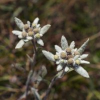 Эдельвейсы :: LudMila 