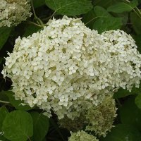 Гортензия :: Freddy 97