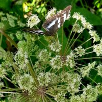 Дягиль и бабочка . :: Мила Бовкун