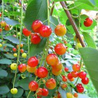 Плоды красной черёмухи :: Андрей Снегерёв