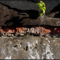 *** :: Сергей Премонишын