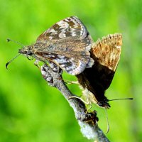 Толстоголовки Тагес :: Константин Штарк