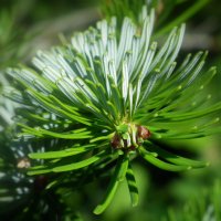 Ёлки-иголки :: Оксана (Barbariska) Михайлова