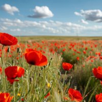 *** :: Ольга *** :: Ольга