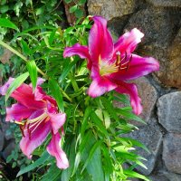 Цветы на городской клумбе. :: Милешкин Владимир Алексеевич 