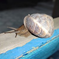 Улитка. Снимала  Саша :: Фотогруппа Весна