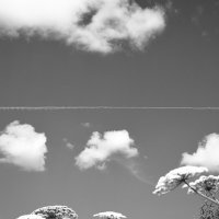 Я против борьбы с борщевиком! :: Денис Безногов