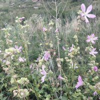 Лесные мальвы :: Андрей Хлопонин