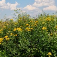 А лето цвета солнца, золотом расшитое! :: Татьяна Помогалова А лето цвета солнца, золотом расшитое! :: Татьяна Помогалова