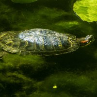 Черепашка :: Валентин Семчишин Черепашка :: Валентин Семчишин