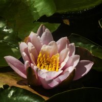 Розовая  Лилия :: Валентин Семчишин