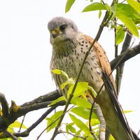 Пустельга :: Лина 