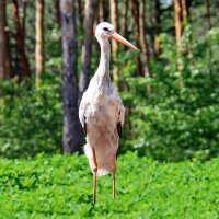 "Первый парень" :: Alexandеr P