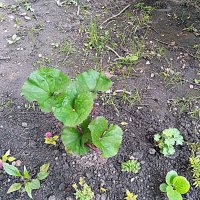 Цветы. :: Владимир Драгунский