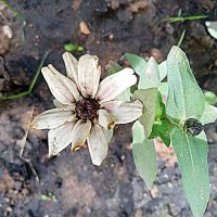 Цветы. :: Владимир Драгунский