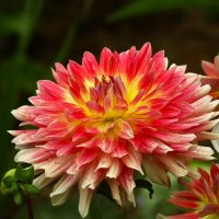 Доброе утро :: Юрий. Шмаков