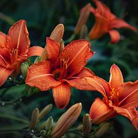 Лилии :: Владимир Кроливец