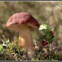 Боровичок :: Aleksandr Gal