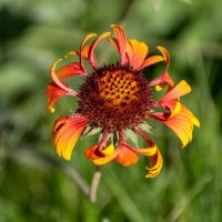 Гайлардия :: Игорь Сикорский