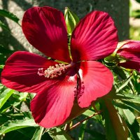 Гибискус :: Игорь Сикорский