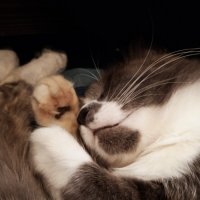 милота :: Елена Шаламова