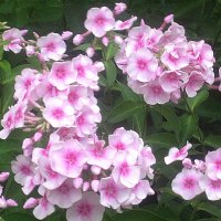 На улицах города :: Елена Семигина На улицах города :: Елена Семигина