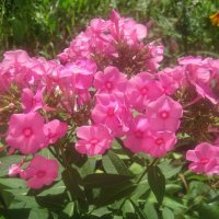 Флоксы :: Елена Семигина