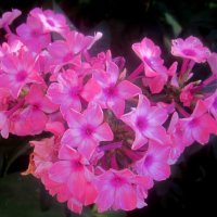 Флоксы :: Елена Семигина Флоксы :: Елена Семигина