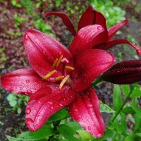 Лилия :: Рита Симонова Лилия :: Рита Симонова