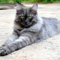 Кто тут главный на районе... :-) :: Андрей Заломленков