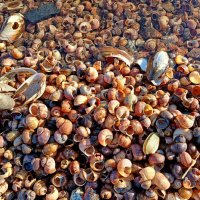 Под водой. :: Лия ☼