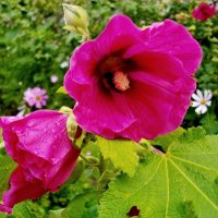 Прекрасная Мальва. :: Лия ☼