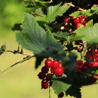 Смородинка в саду.. :: Татьян@ Ивановна